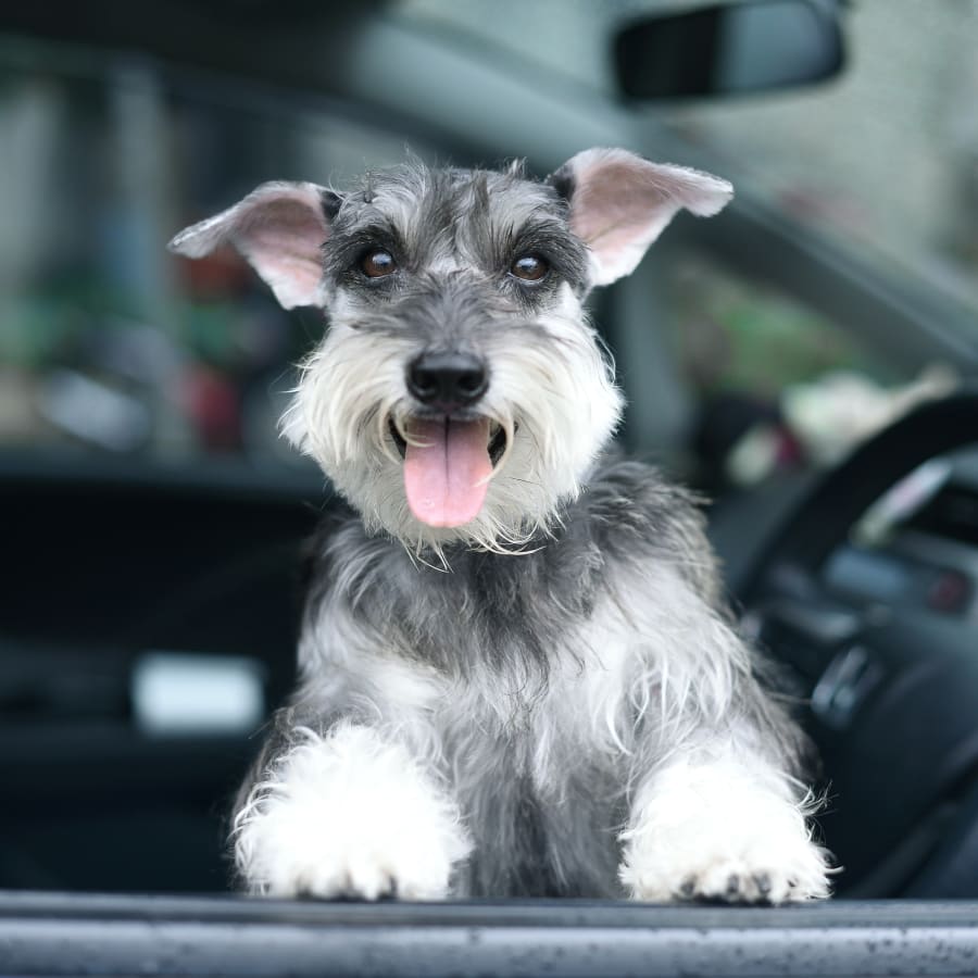 Shatto Veterinary Center in Los Angeles