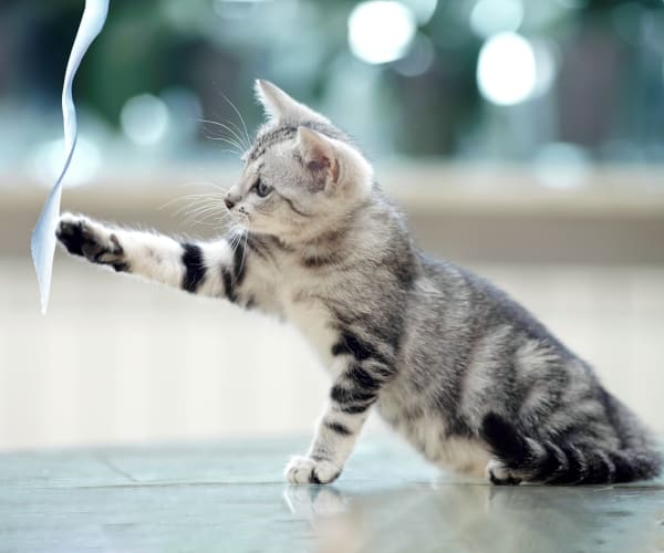 Specialists | Shatto Veterinary Center | Los Angeles Speciality & Emergency Vet