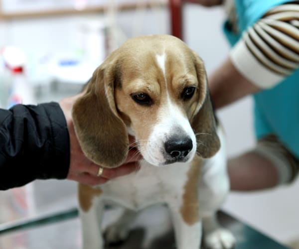 Specialists | Shatto Veterinary Center | Los Angeles Speciality & Emergency Vet