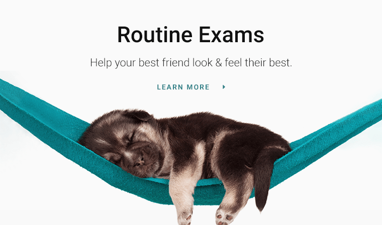 Learn How Pet Wellness Plans Save Money