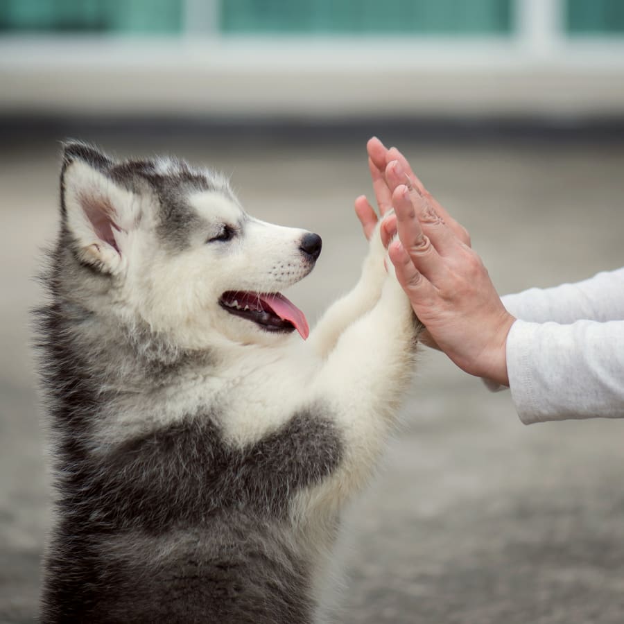 Puppy Vet in Los Angeles